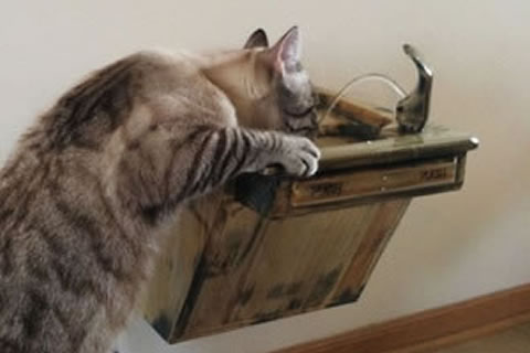 Cat Drinking at Fountain