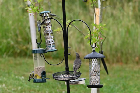 Bird Feeders